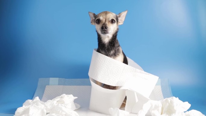 如何训练狗狗如厕，一堆纸里的小狗