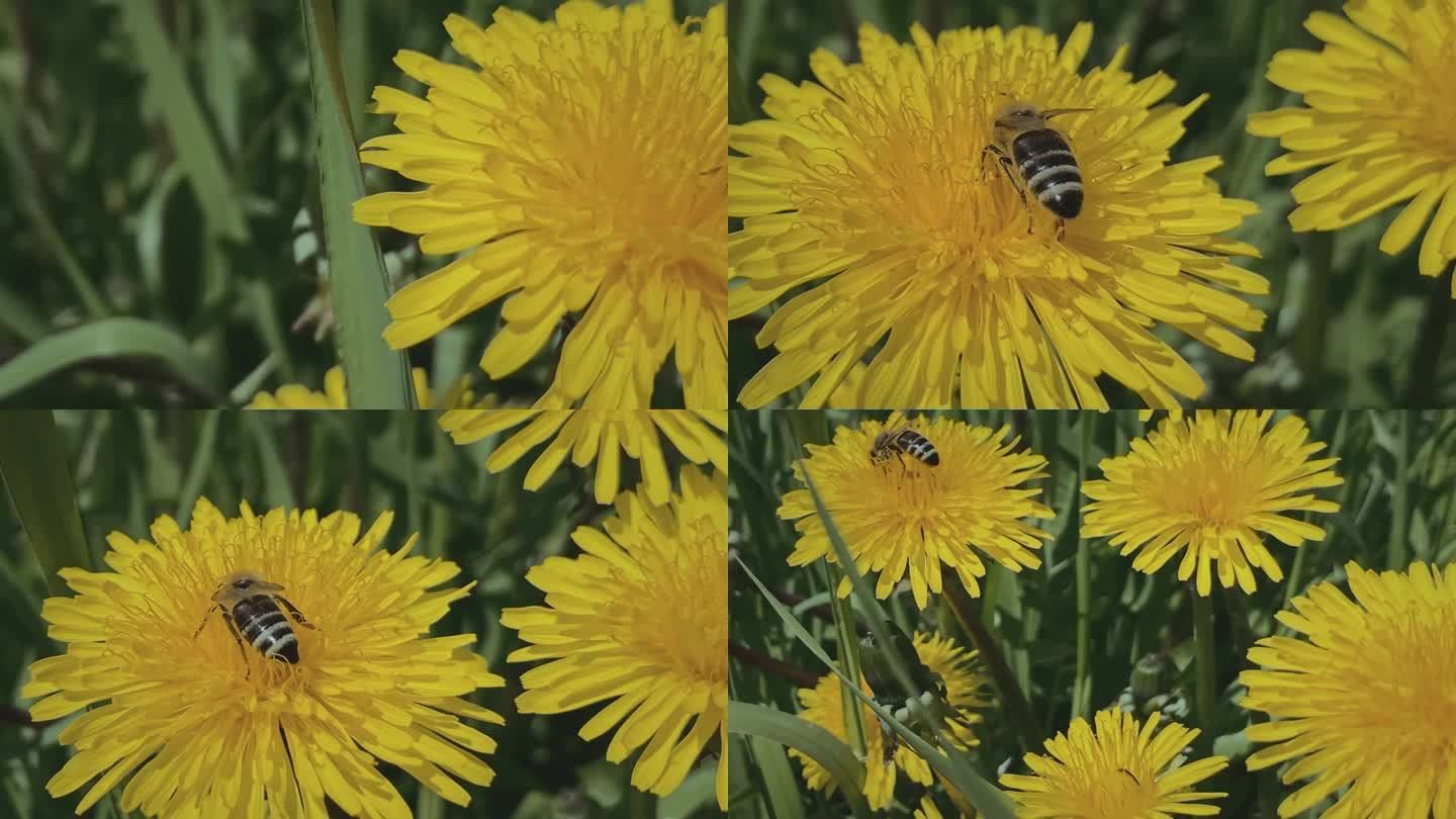 一只蜜蜂给一朵收集蜂蜜的蒲公英授粉，然后飞走了。慢动作特写微距视频。蜜蜂蜜蜂科。