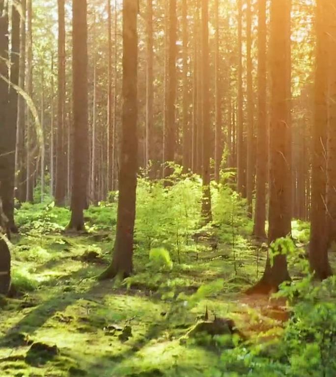 寂静的森林在春天与美丽明亮的阳光-垂直视频。
