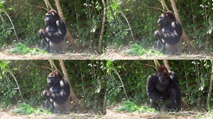 一只大猩猩在刚果共和国的lsamsio - louna保护区吃东西