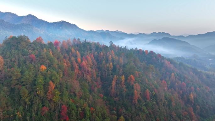 黄山山区秋季森林航拍