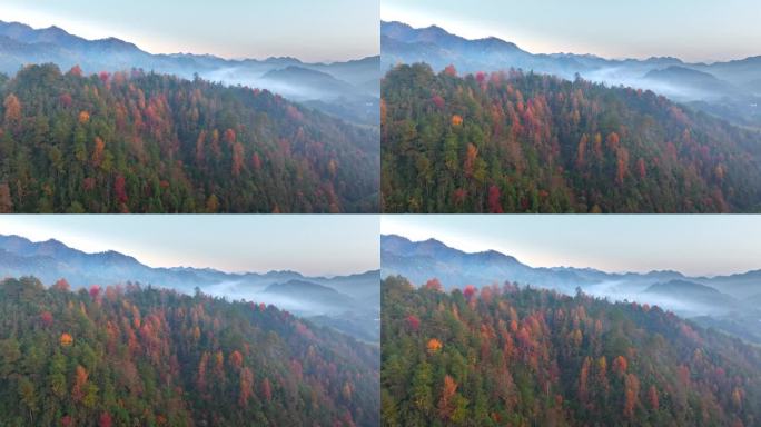 黄山山区秋季森林航拍