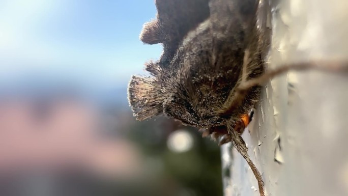 棕蛾Loo Chrysodeixis Eriosoma站在墙上，特写