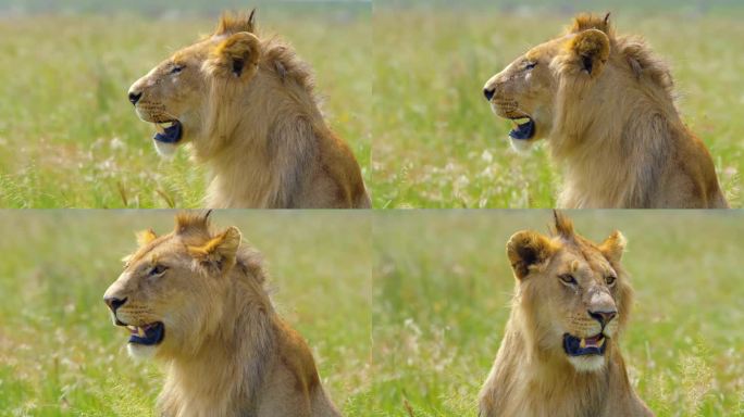大雄狮在塞伦盖蒂国家公园的草地上放松的惊人特写
