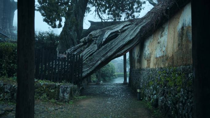 丽水景宁古建筑旅游景点时思寺古树