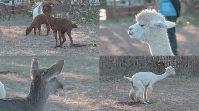 城市公园里的羊驼和鹿全景特写镜头