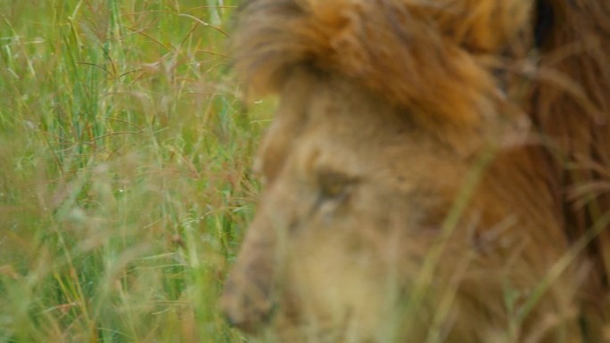 狮子在荒野草丛中的慢动作镜头。野生动物在自然保护区。他正在塞伦盖蒂国家公园散步。