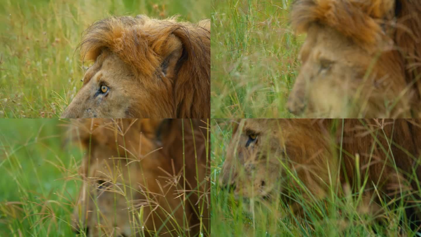 狮子在荒野草丛中的慢动作镜头。野生动物在自然保护区。他正在塞伦盖蒂国家公园散步。