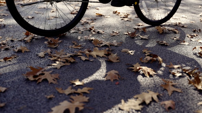 自行车车轮压过地上落叶秋天