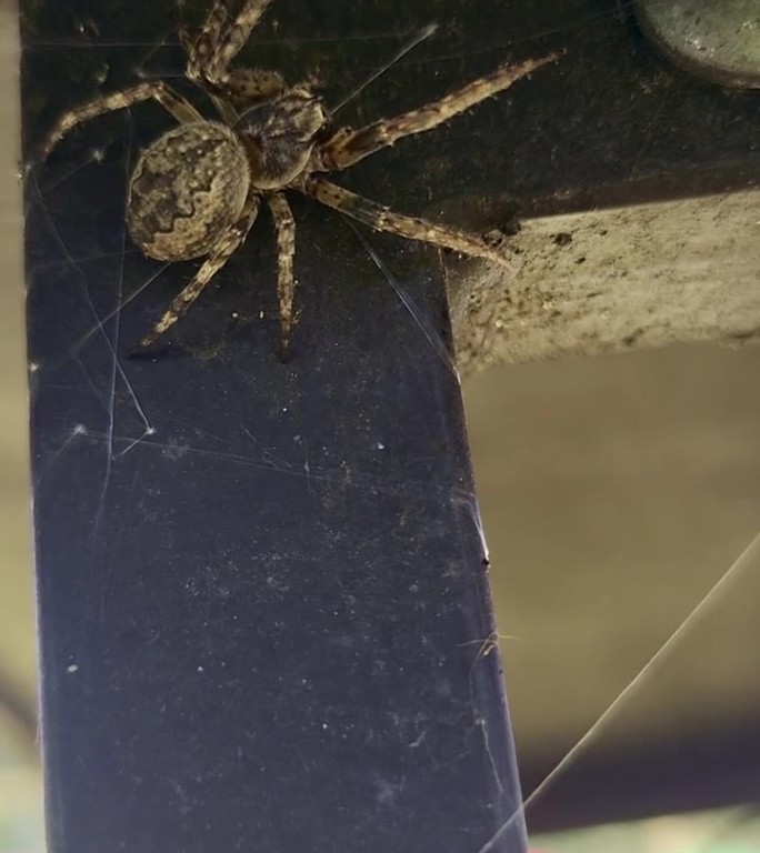 蜘蛛冠araneus diadematus在建筑物周围爬行并织网，垂直视频