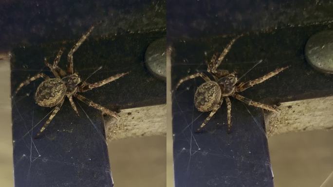 蜘蛛冠araneus diadematus在建筑物周围爬行并织网，垂直视频