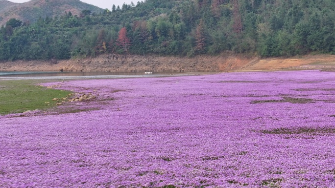 湖边蓼子花海航拍