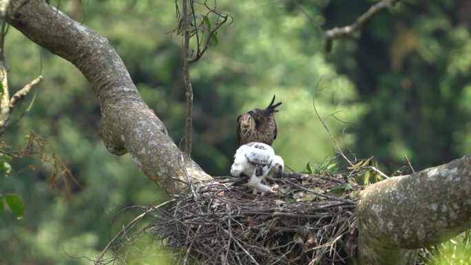 一只年轻的爪哇鹰雏鹰在父亲的陪同下在巢上