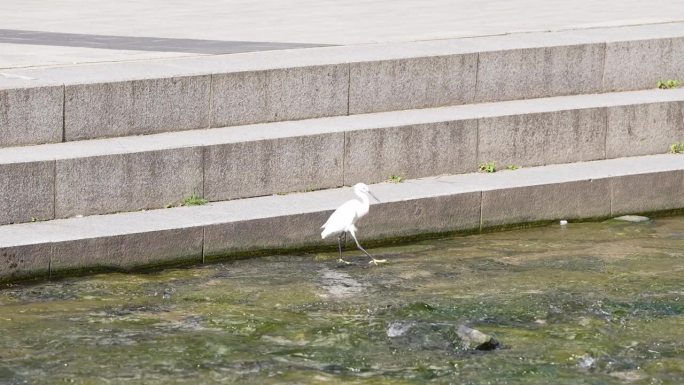 首尔清溪川的鸟类和清洁生态