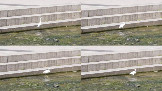 首尔清溪川的鸟类和清洁生态