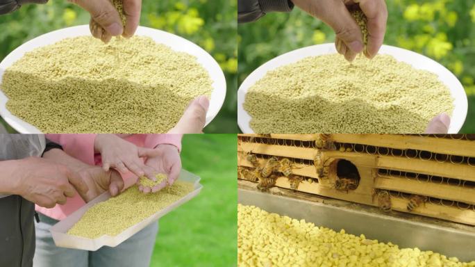 蜂箱里蜜蜂采集油菜花粉4K