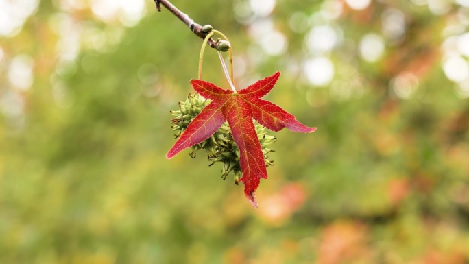 枫香树的尖头果实，秋天的红叶在风中摇曳。美丽的景色