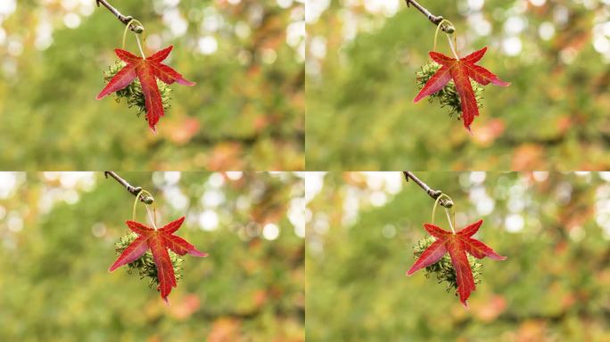 枫香树的尖头果实，秋天的红叶在风中摇曳。美丽的景色