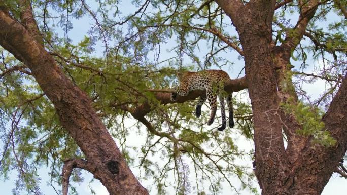 豹子在粗树枝上的慢镜头。野生动物在树上休息。塞伦盖蒂国家公园的野生动物。