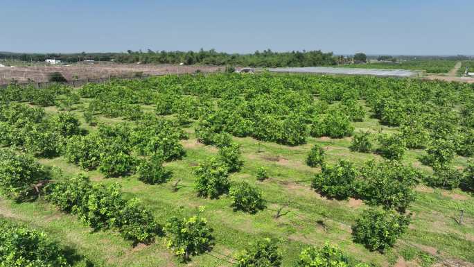 海南澄迈农业 柚子树林灌溉