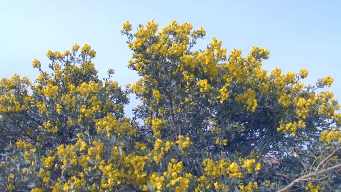 沙冬青 冬青开花 大漠花海