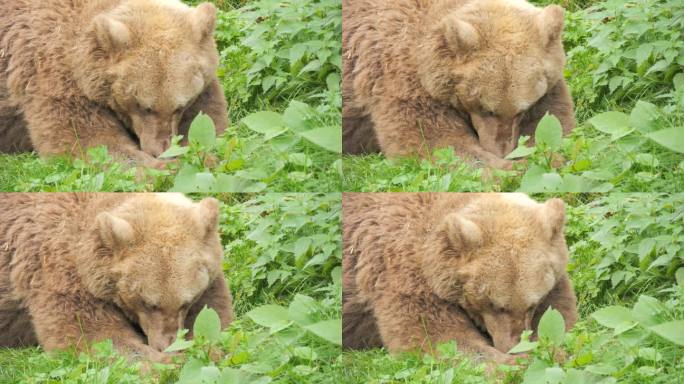 在德国黑森林的熊保护区，一只大棕熊的特写镜头