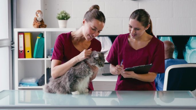 女兽医及实习兽医护士检查宠物猫的手术