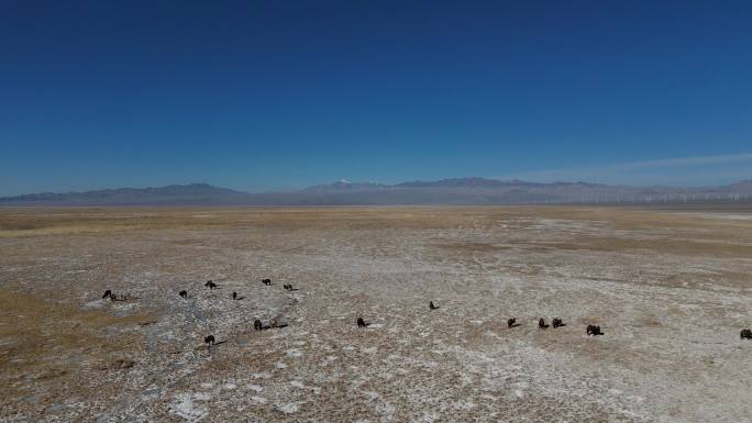 冬季西北草地航拍-捕捉到野生骆驼！