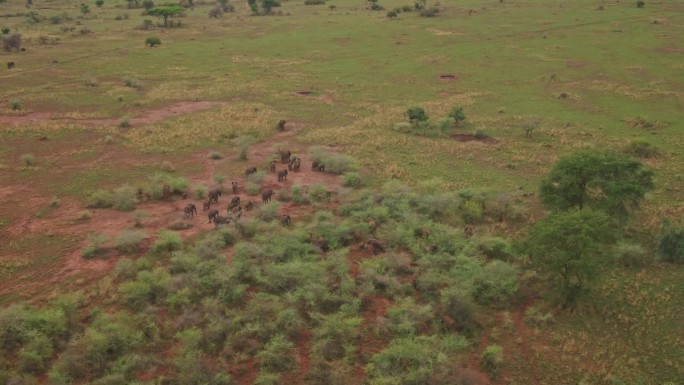 一群大象在非洲乌干达基代波谷国家公园的稀树草原上散步。无人机航拍图