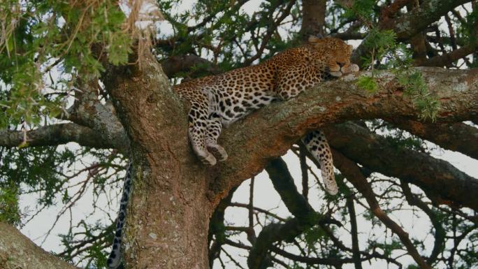 豹子躺在粗树枝上的慢镜头。野生动物在树上休息。塞伦盖蒂国家公园的野生动物。