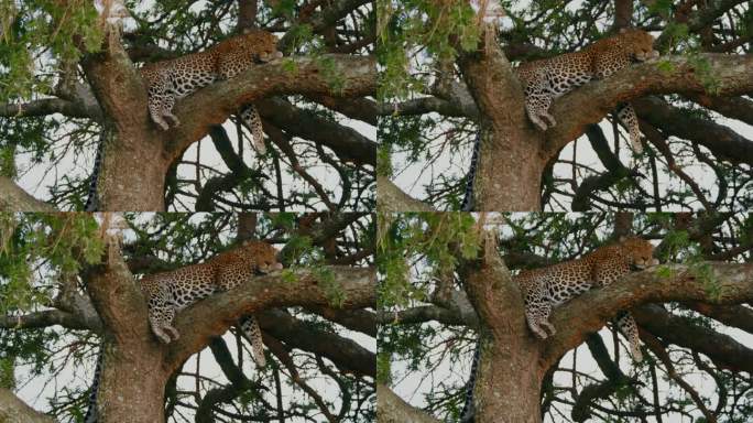 豹子躺在粗树枝上的慢镜头。野生动物在树上休息。塞伦盖蒂国家公园的野生动物。