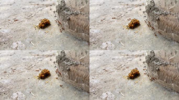 一群不同亚种的蚂蚁，有黑色的，也有红色的，正在吃地板上的一块饼干。