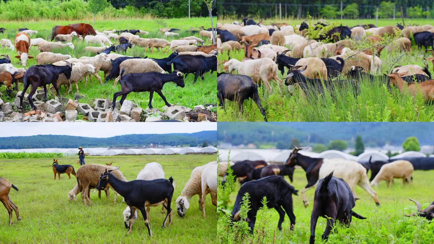 农场牧场正在吃草的羊群肥壮的山羊绵羊绿草