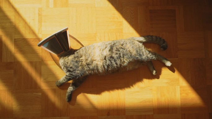戴着塑料项圈的猫躺在阳光下