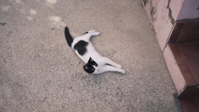 悠闲地躺在人行道上的猫咪