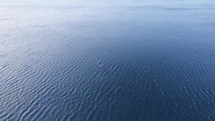 一架无人机在广阔的蓝色海洋中接近南露脊鲸的极端广角镜头