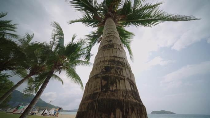 海边椰子树4k