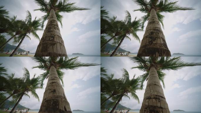 海边椰子树4k