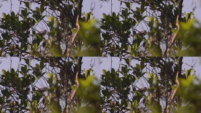 爪哇鸽子在高高的树叶后面栖息和鸣叫