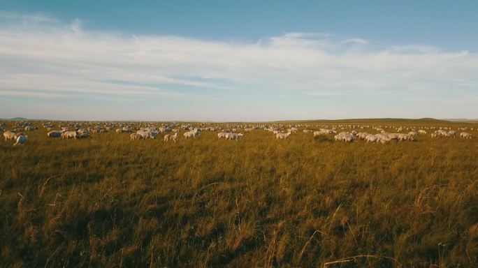 内蒙古草原绵羊群奔跑航拍
