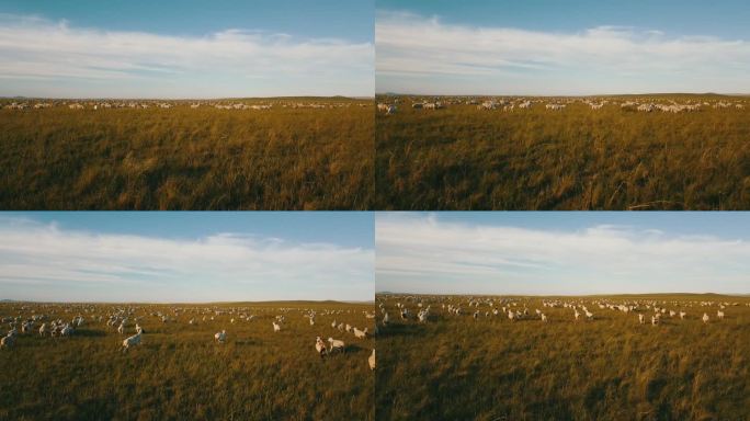 内蒙古草原绵羊群奔跑航拍
