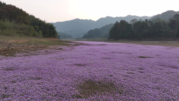 湖边蓼子花海航拍