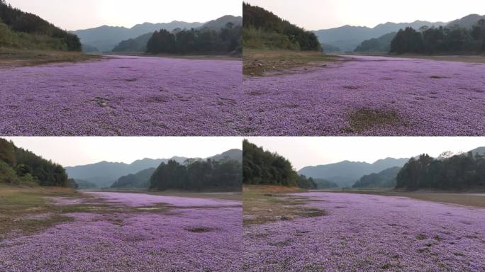 湖边蓼子花海航拍