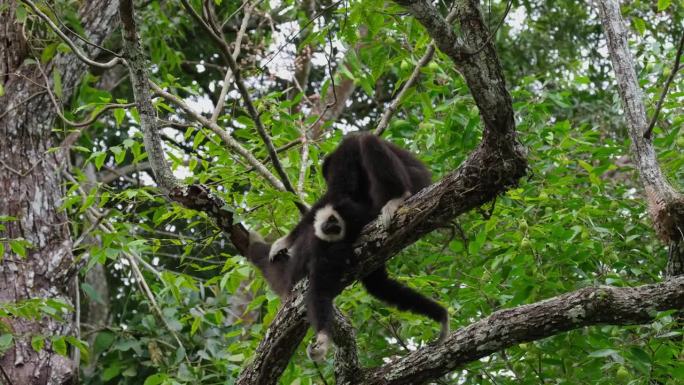 泰国，白掌长臂猿在一根大树枝上休息，为一只年轻的长臂猿梳理毛发