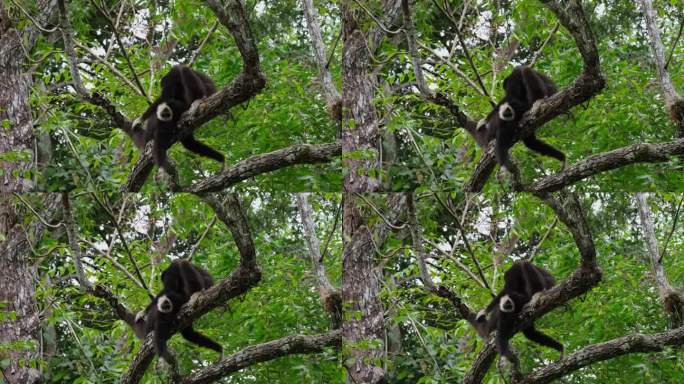 泰国，白掌长臂猿在一根大树枝上休息，为一只年轻的长臂猿梳理毛发