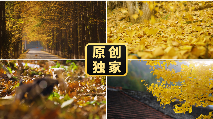 秋天落叶深秋脚步风吹树叶枯叶银杏飘落情绪