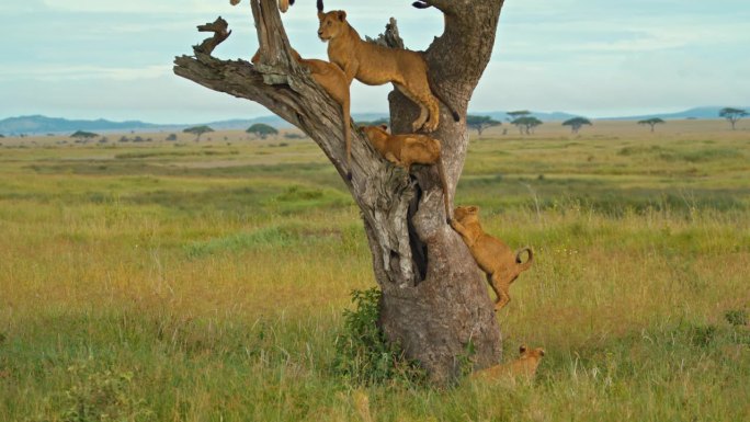 在自然保护区的树枝上拍摄的母狮。野生动物站在树上，背对天空。塞伦盖蒂国家公园有野生动物。