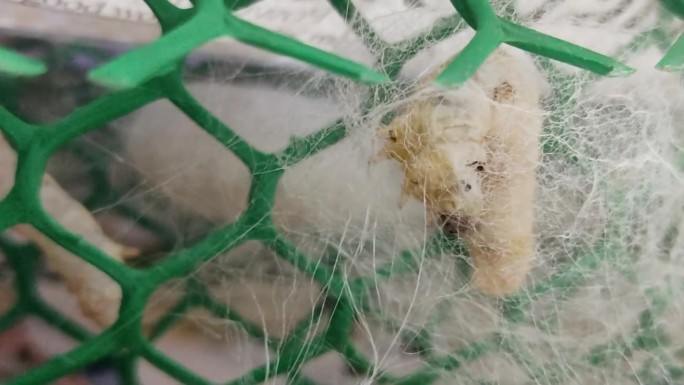 一只白蚕正在织网