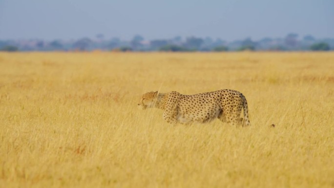 地球上跑得最快的动物。非洲猎豹