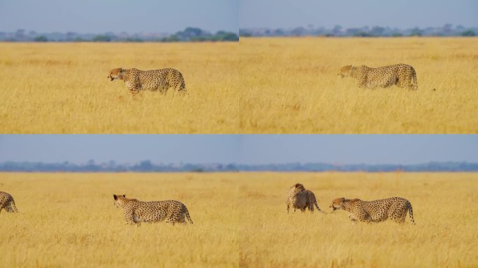 地球上跑得最快的动物。非洲猎豹